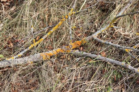 dry branch in dry trova, yellow moss