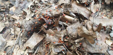 red striped beetle on a dry leaves