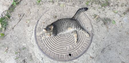 striped cat on the groundの写真素材