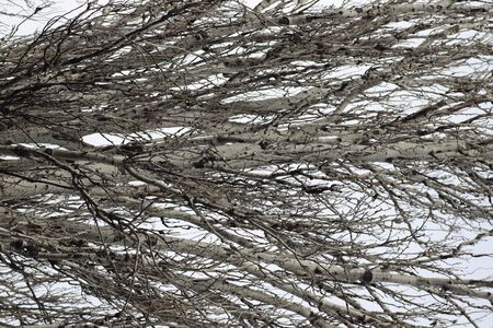 bare trees in winter against a gray gloomy sky
