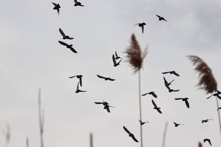 birds in a cloudy cold skyの写真素材