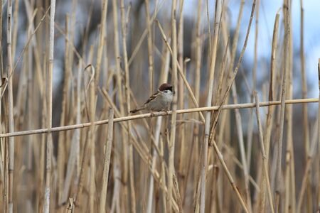 sparrow on the branches of reeds against the blue skyの写真素材