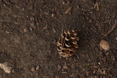 bump on the ground and on spruce needles under the sun