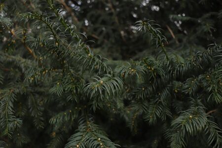 green branches, bush like a Christmas tree