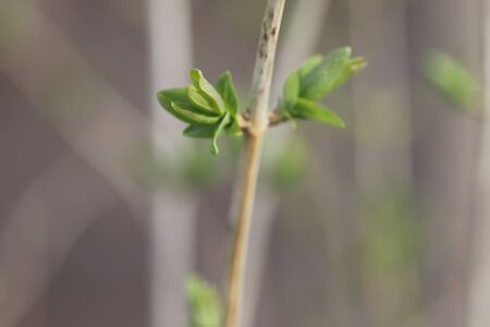 the first green sprouts in the spring on the branches