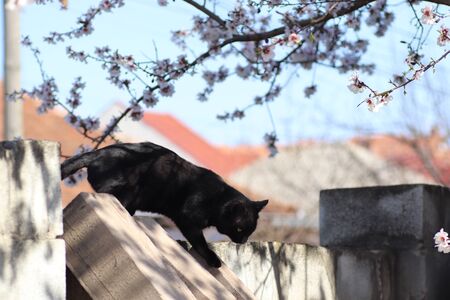 black cat on a fence under a flowering treeの写真素材