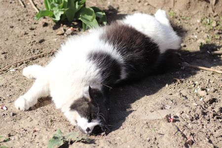 black and white cat in the sun wallowing in the dustの写真素材