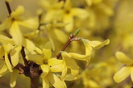 spring blooming of flowers on a tree, yellow flowersの写真素材