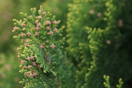 flowers in the flowerbed of the park, green in summerの写真素材