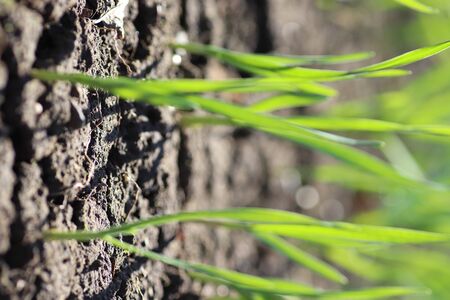 young green sprouts in spring, sprouts from the ground on a sunny day