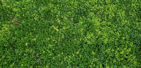 young green leaves, background of leavesの写真素材