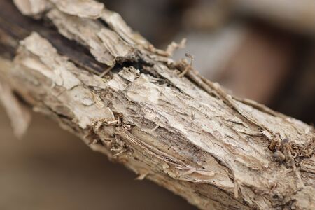 dry bark texture, wood background