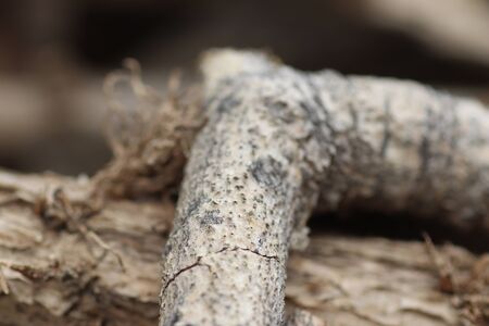 dry bark texture, wood background