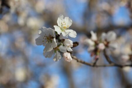 spring flowering of flowers on a tree, white flowersの写真素材