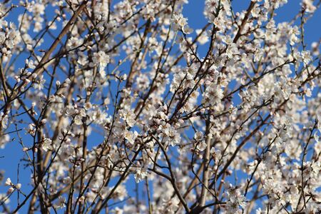 spring flowering of flowers on a tree, white flowersの写真素材