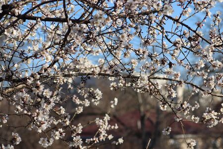 spring flowering of flowers on a tree, white flowersの写真素材