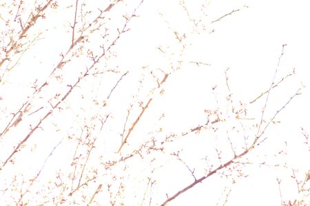 spring flowering of flowers on a tree, white flowersの写真素材