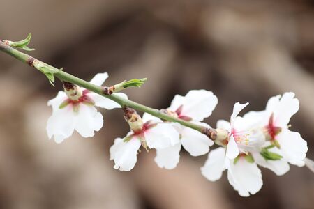 spring flowering of flowers on a tree, white flowersの写真素材