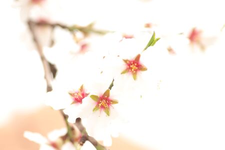 spring flowering of flowers on a tree, white flowers