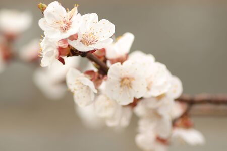 spring flowering of flowers on a tree, white flowersの写真素材