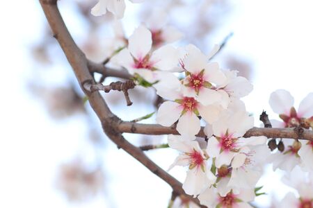 spring flowering of flowers on a tree, white flowersの写真素材