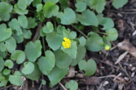 beautiful little yellow flowers in spring in the flowerbed