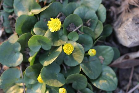 beautiful little yellow flowers in spring in the flowerbed