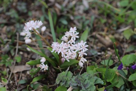 white small flowers, green large leaves and white flowers