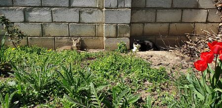 cats rest against the wall in the flowerbed under the sun by the green grass