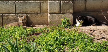 cats rest against the wall in the flowerbed under the sun by the green grassの写真素材