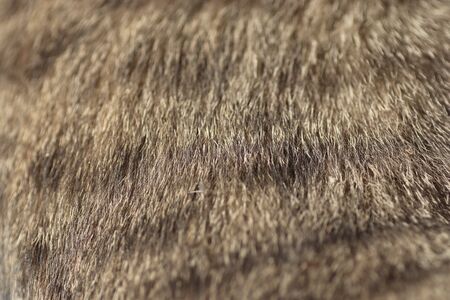beautiful fluffy hair of a domestic cat in the sun