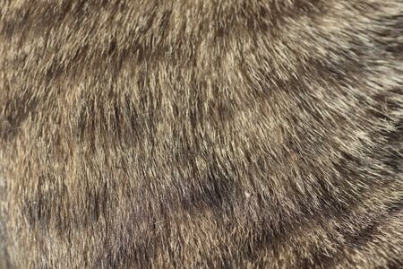 beautiful fluffy hair of a domestic cat in the sun