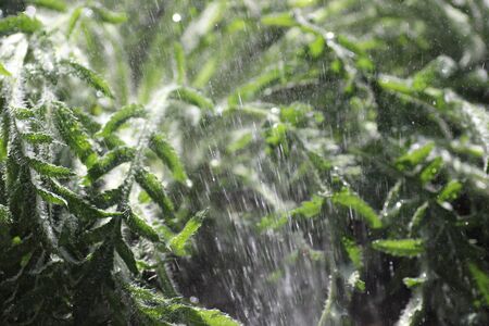 green plant on a sunny day in the rain, wet leaves near the ground of grass and flowers, fresh leaves, watering plantsの写真素材