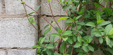 green curly bush on a gray wall, the first green leaves in the summer on the wall