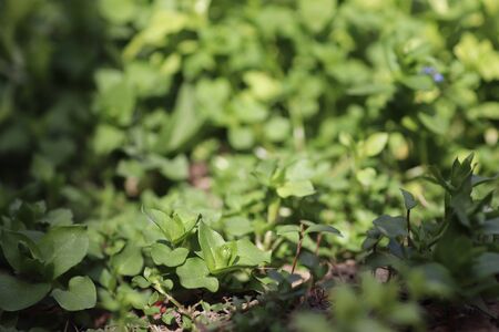 young green leaves, background of leaves