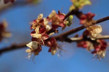 spring flowering of flowers on a tree, white flowersの写真素材