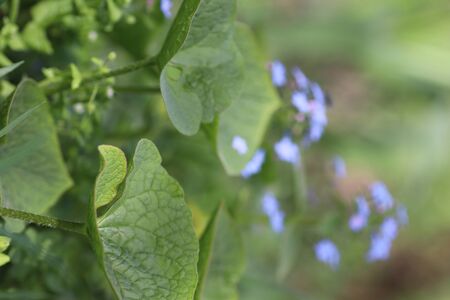 soothing flowers like a beautiful green backgroundの写真素材