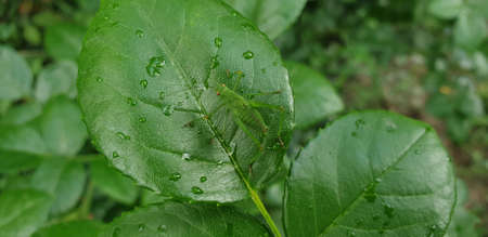 grasshopper on green leaves, large green insect with red eyes on a leaf in summerの写真素材