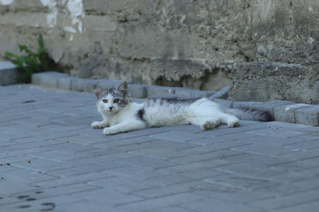 portrait of a gray-white small domestic cat outdoors on a background of green leavesの写真素材