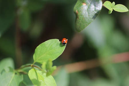 red ladybug on green eaten leaves on a sunny summer dayの写真素材