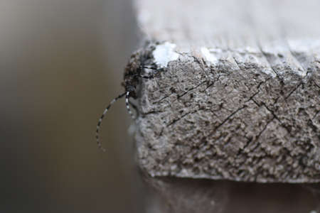 a black beetle with white stripes and a long mustache crawls on a wooden surfaceの写真素材