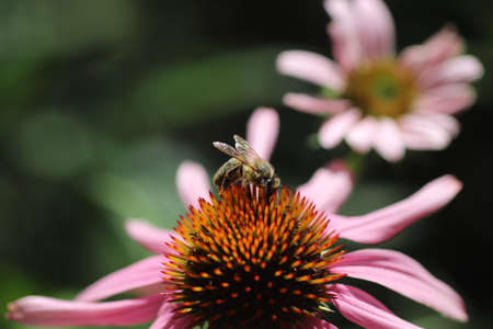 summer flowers on a sunny day, flowers close-up with a wasp, pink petals and orange center