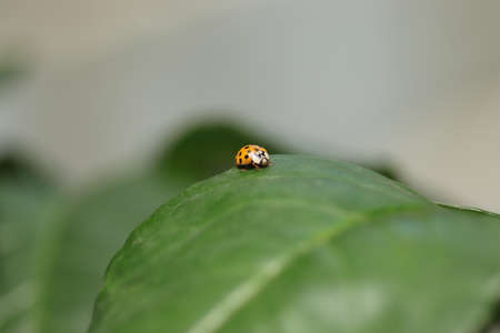 orange ladybug on green leaflets on a bright summer sunny day, a bug on a walkの写真素材