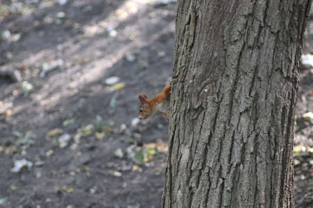 red squirrel in autumn on a tree under green leaves, squirrel walks in the park