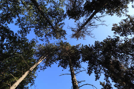 crowns of tall coniferous trees under a blue sky