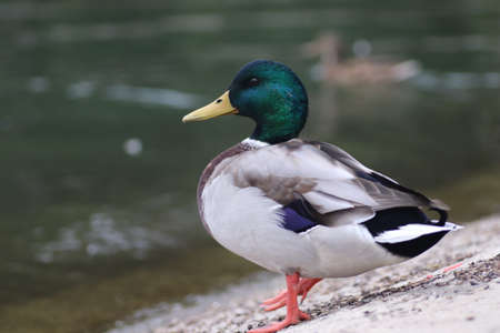 beautiful ducks are resting by the pond under the warm sunの写真素材