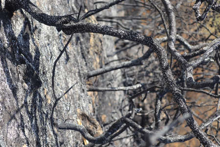 glade with burnt trees and grass, black scorched meadow