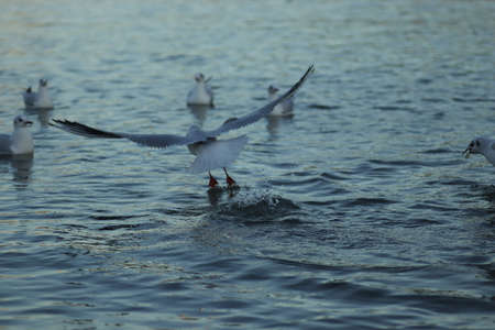 seagulls on the lake ask for food on a sunny day, seagulls play in the water