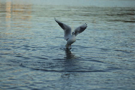 seagulls on the lake ask for food on a sunny day, seagulls play in the water