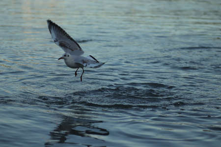 seagulls on the lake ask for food on a sunny day, seagulls play in the water
